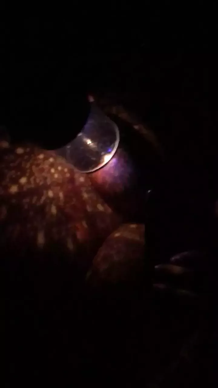 Raver night light dirty fun in the dark